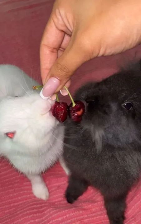 DOANDO CASAL DE COELHOS - Foto 4