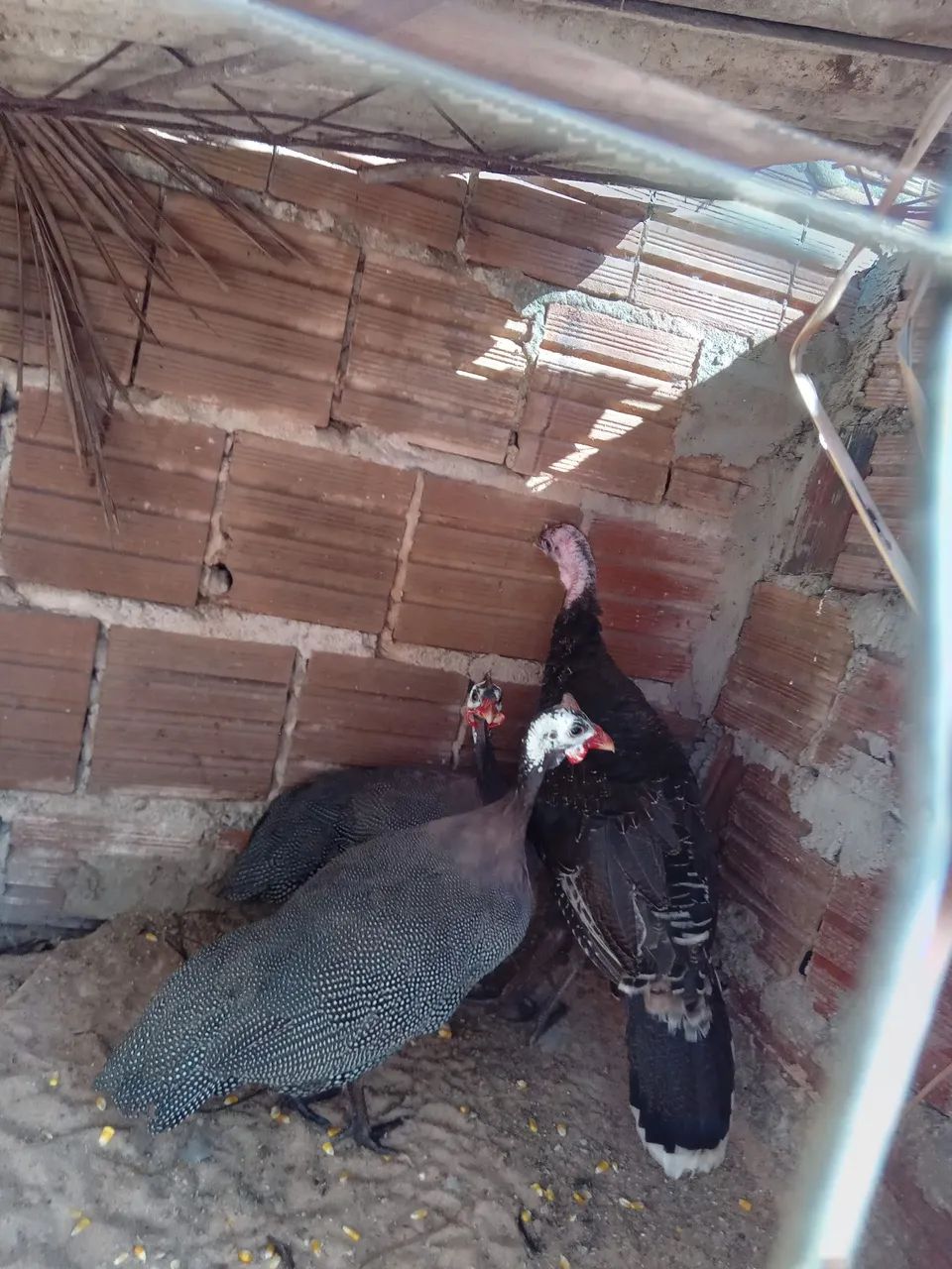  pirua  Vendo - Foto 2