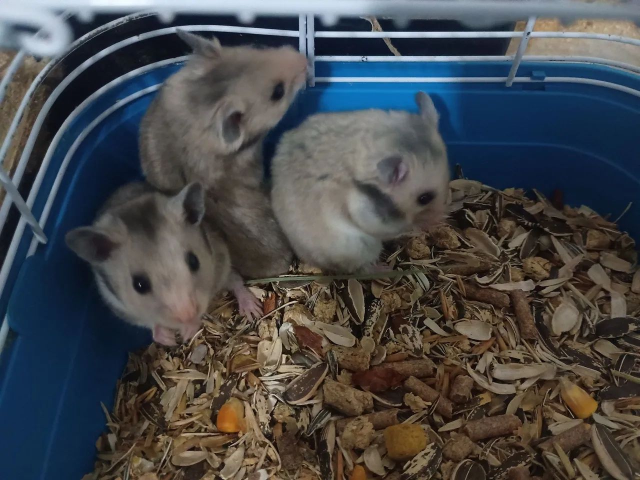 Filhotes de roedores em geral