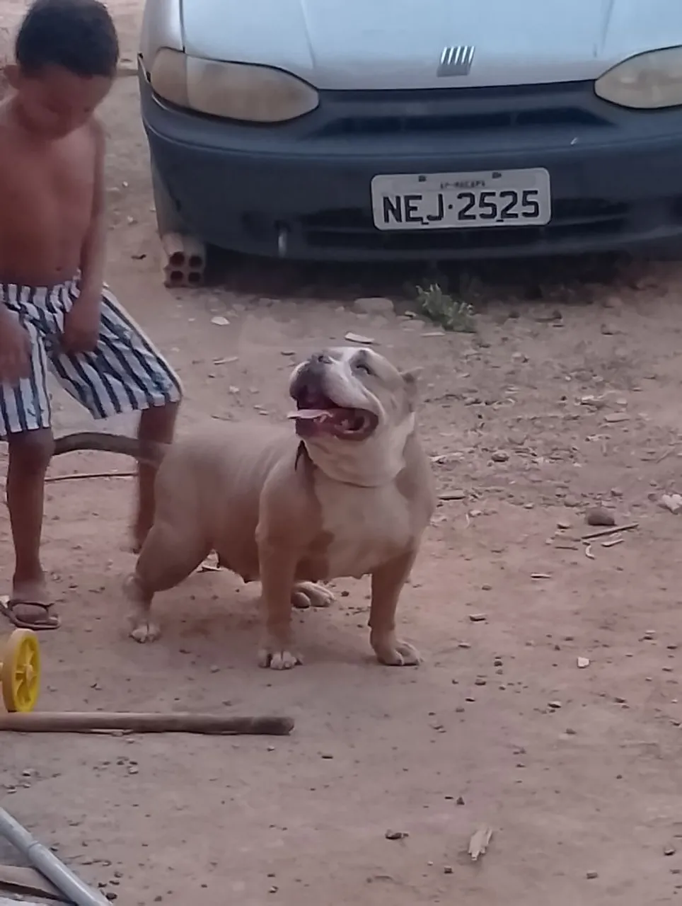 American bully