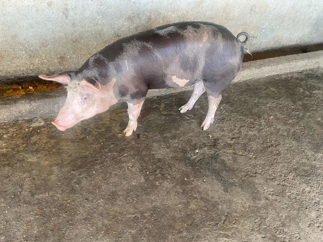 Suínos de ótima qualidade  - Foto 6