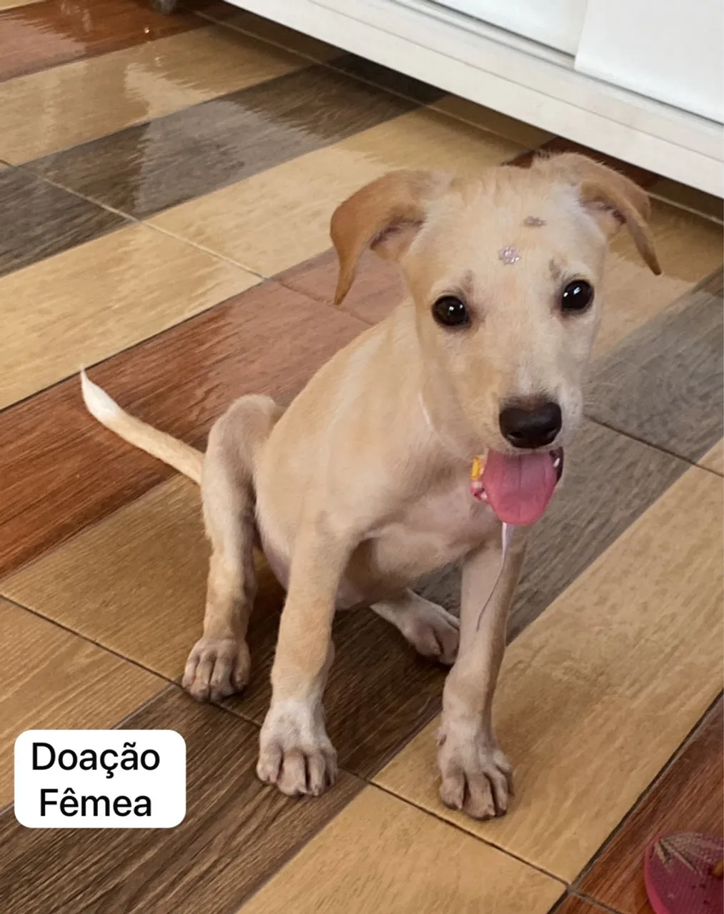 Filhote Fêmea para Doação 