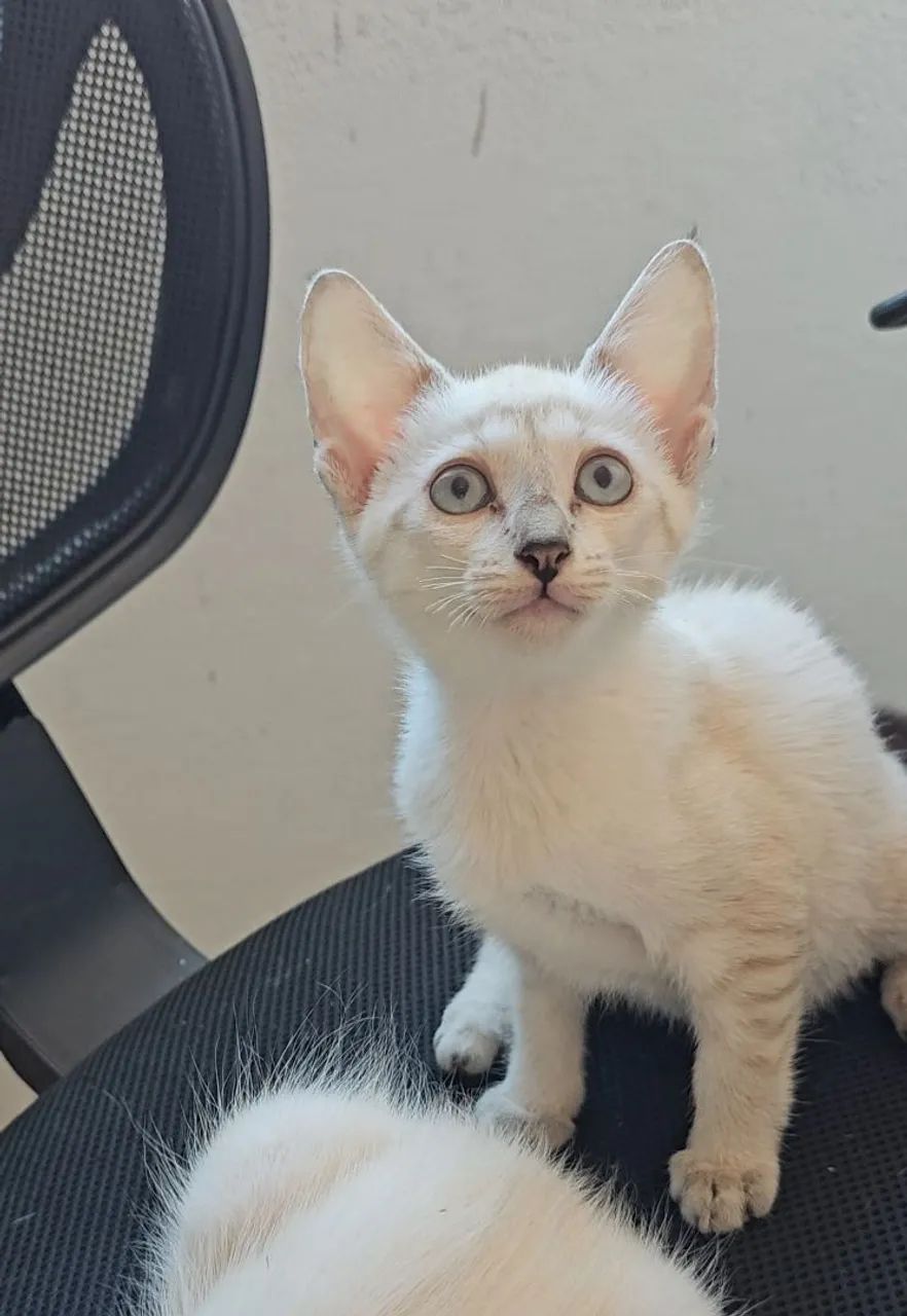 Adoção! Gatinha linda de dois meses