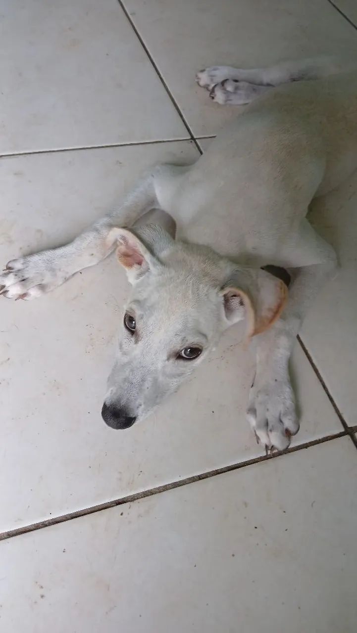 Cachorra descendente da raça Whippet - Foto 2