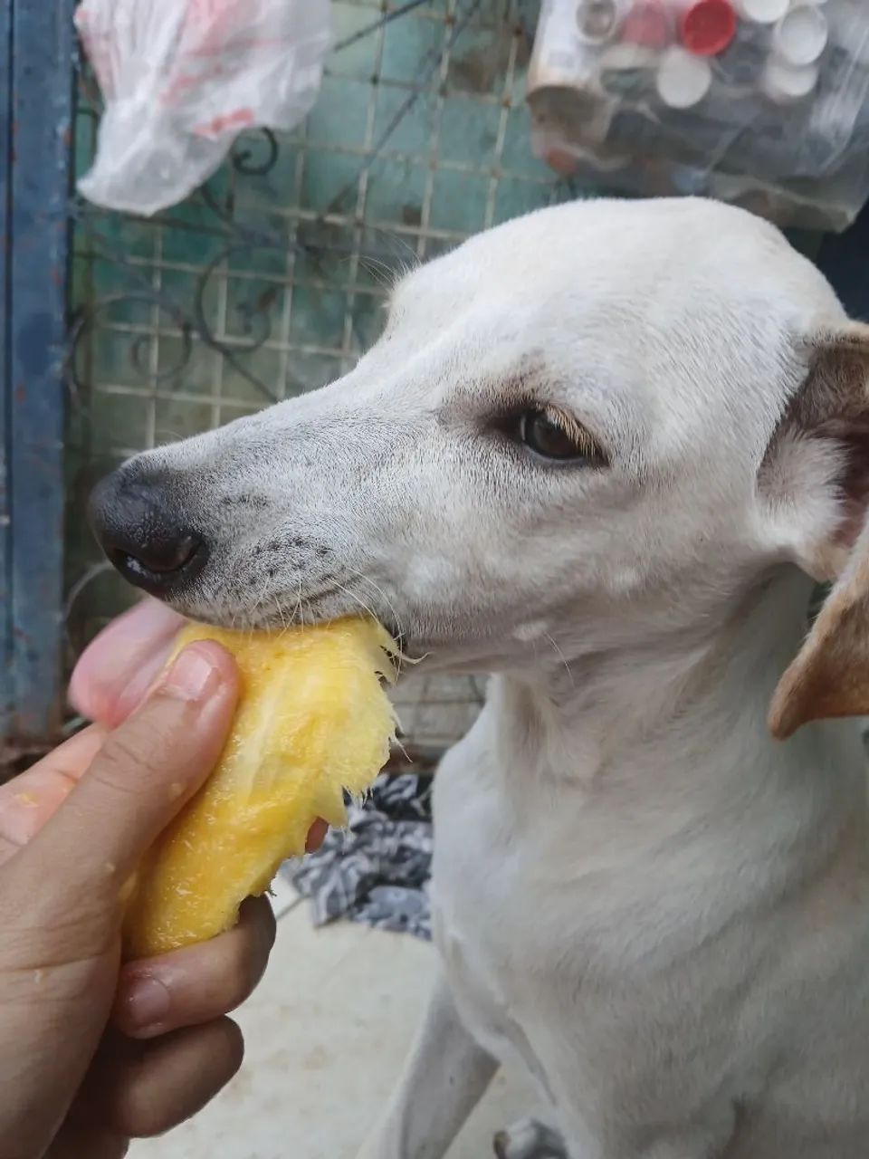 Cachorra descendente da raça Whippet