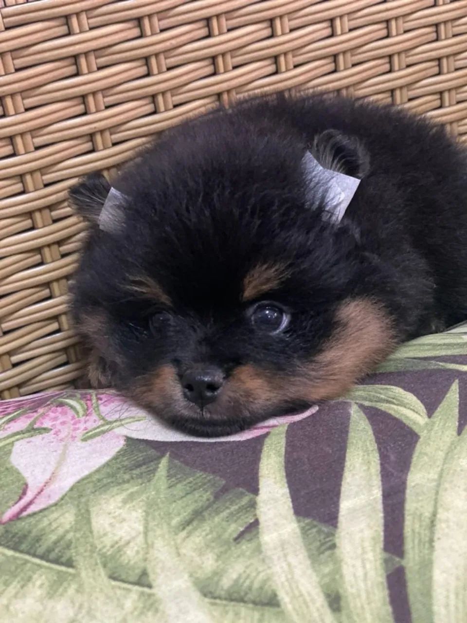 F Spitz Alemão - Black Tan - Foto 2
