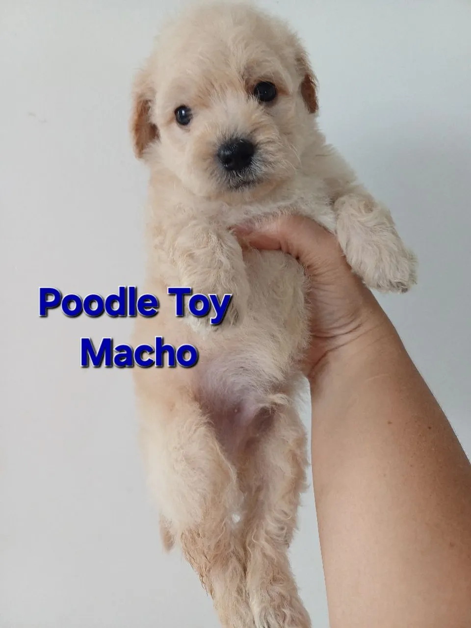 Poodle Toy