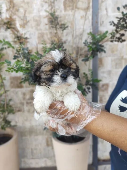 Lhasa Apso Temos loja fisica