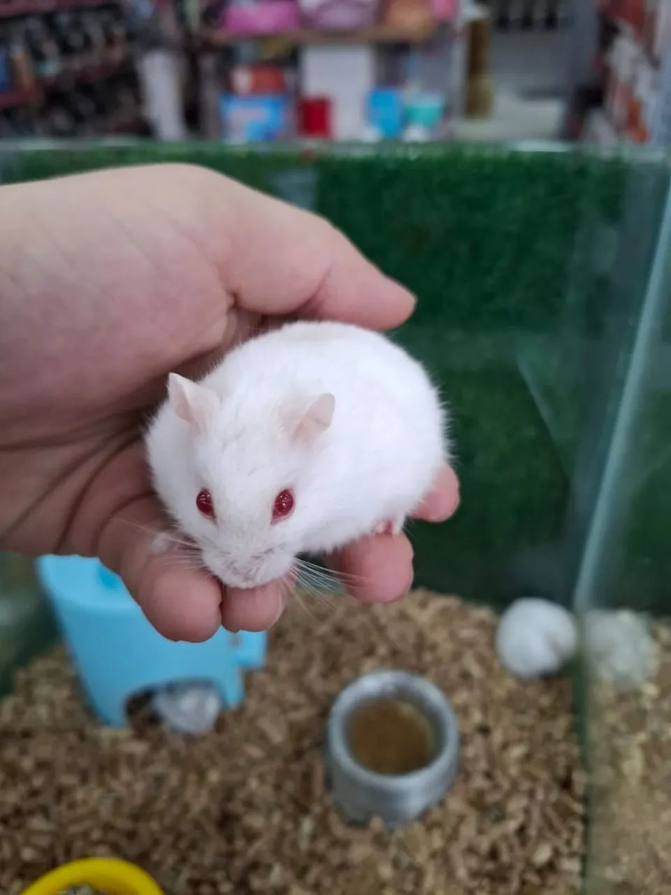 Hamster anão russo - Foto 3