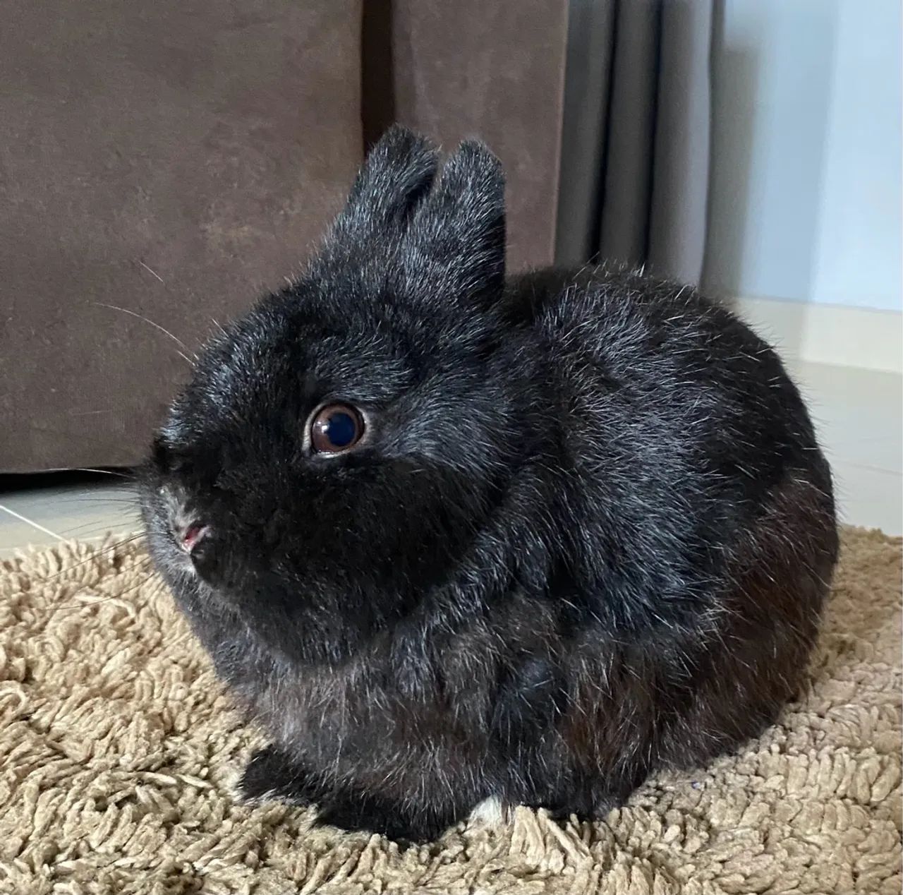 Netherland Dwarf - Coelho anão