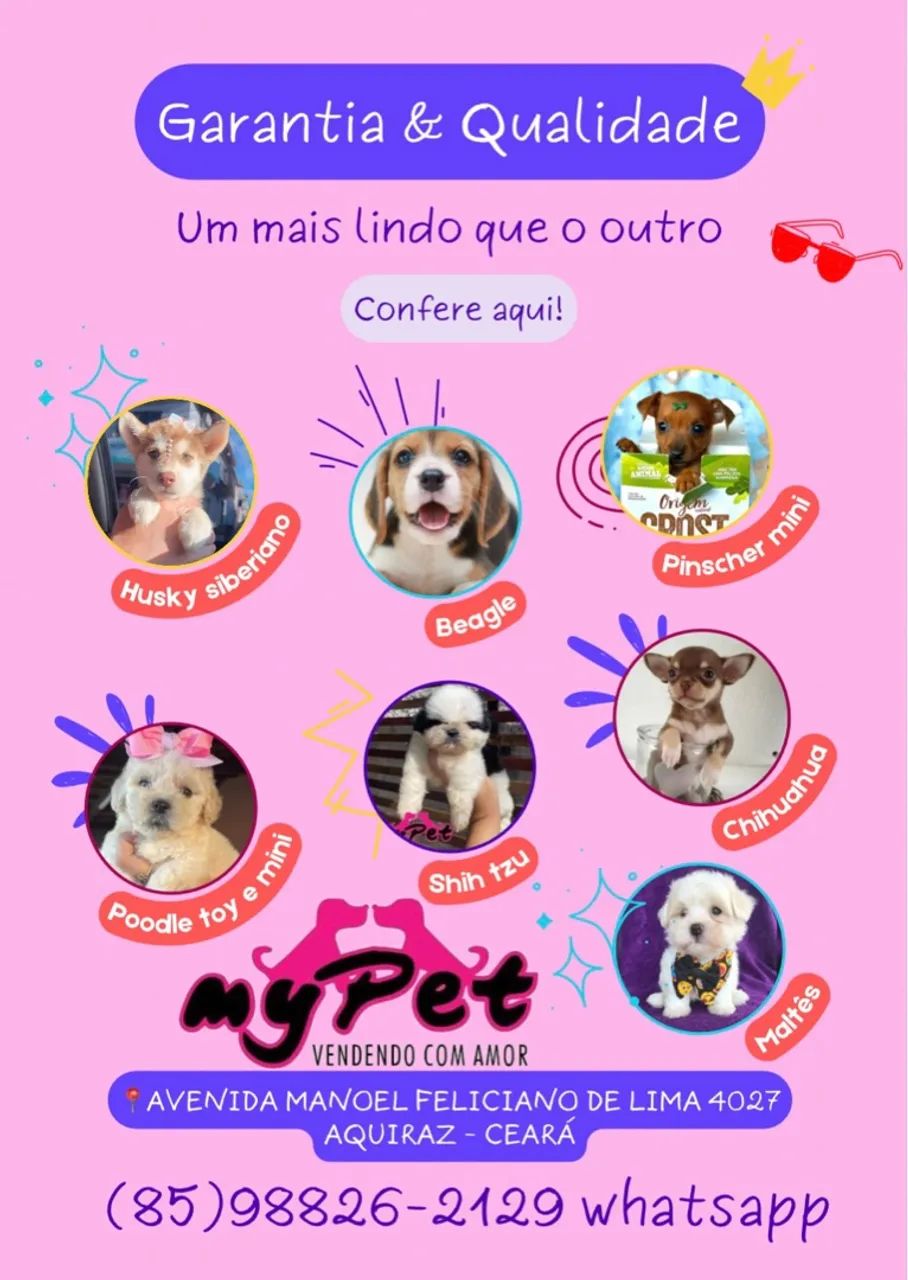 Filhotes lindos e com garantia. Confira os disponíveis 