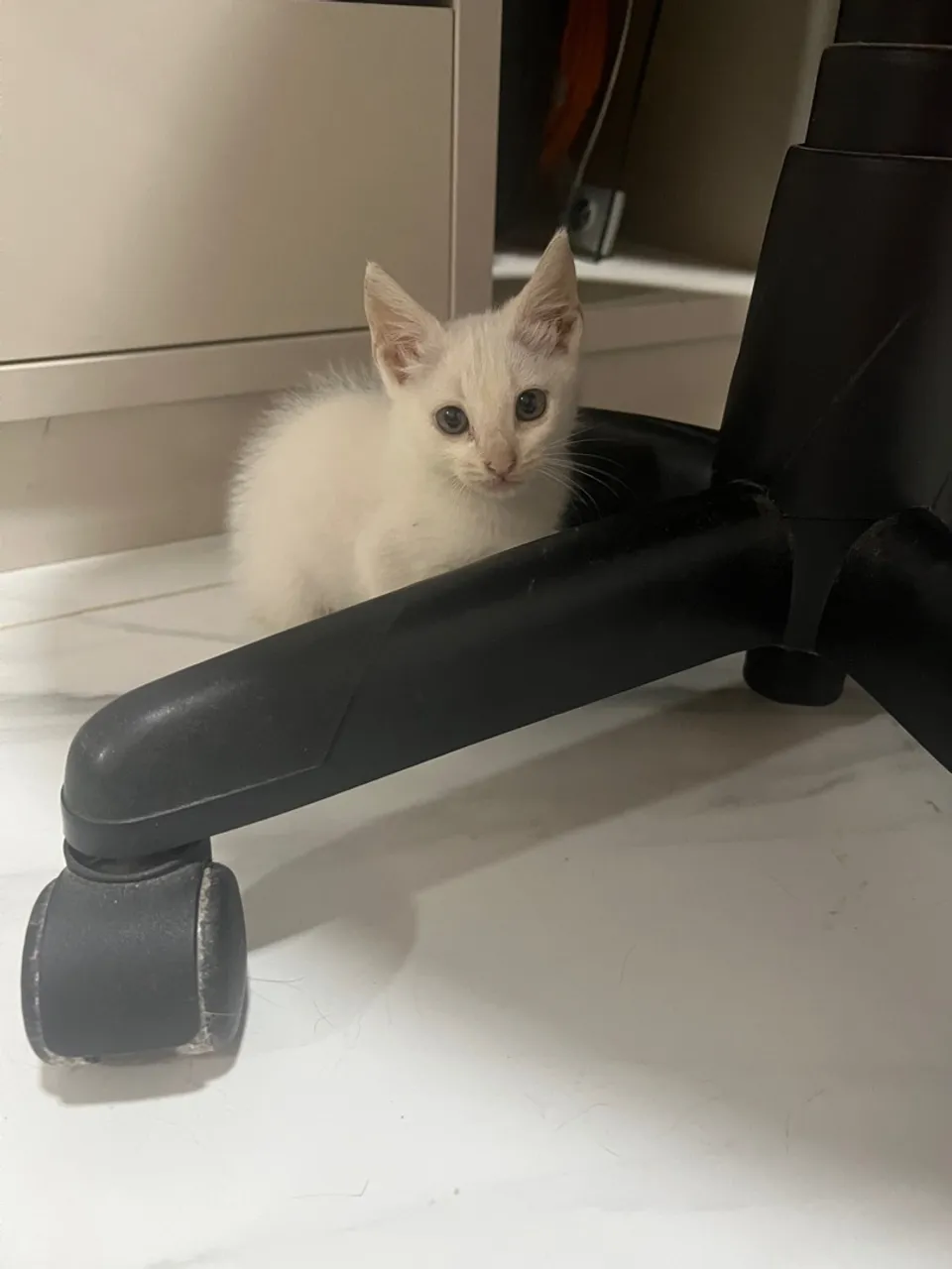 Gatinha branca disponível para adoção