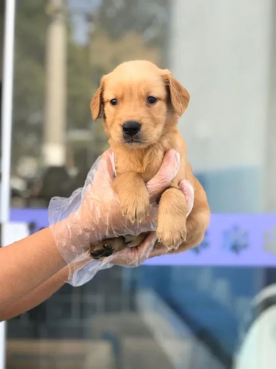 Golden retriever - Fêmea maravilhosa disponível - Filhote já vacinado (V10 importada)