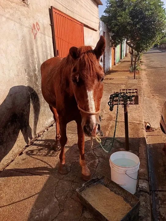 Vendo ou catiro  - Foto 6