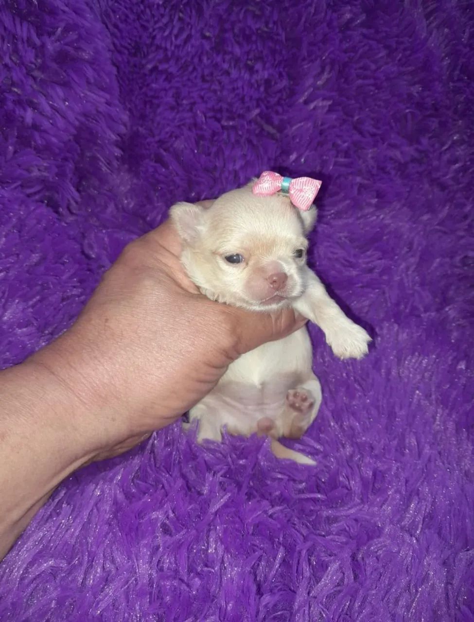 Chihuahua fêmea Pêlo longo creme de olhos claros e nariz clarinho para reserva.  - Foto 3