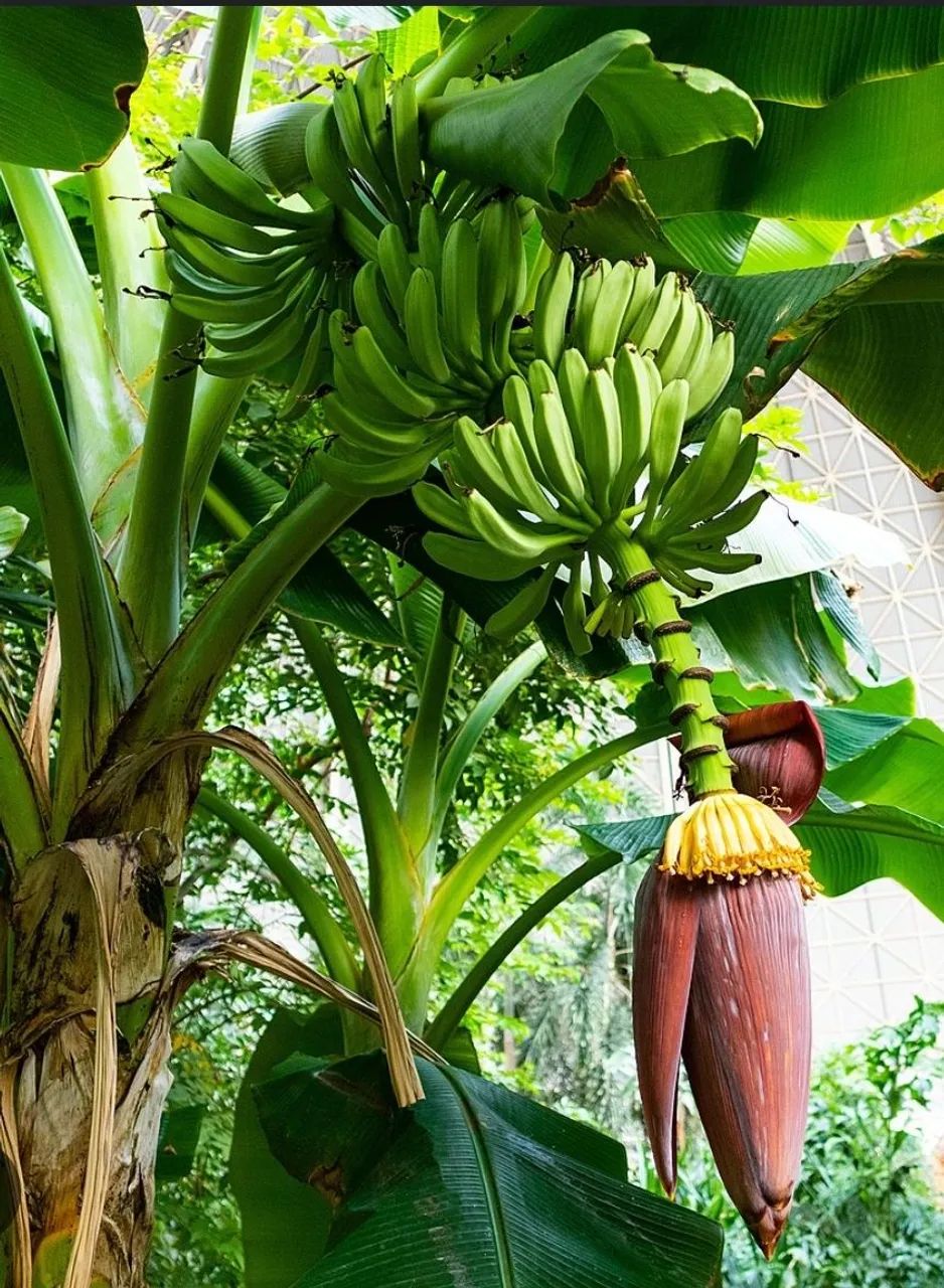 Mudas de banana comprida  - Foto 2