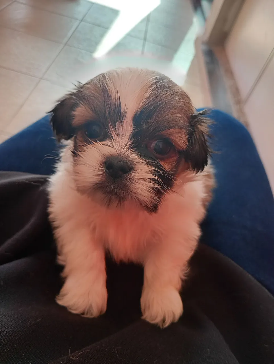 Filhote de Shih Tzu