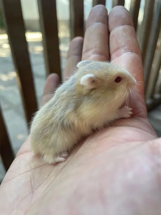 Hamster anão russo e sírio 