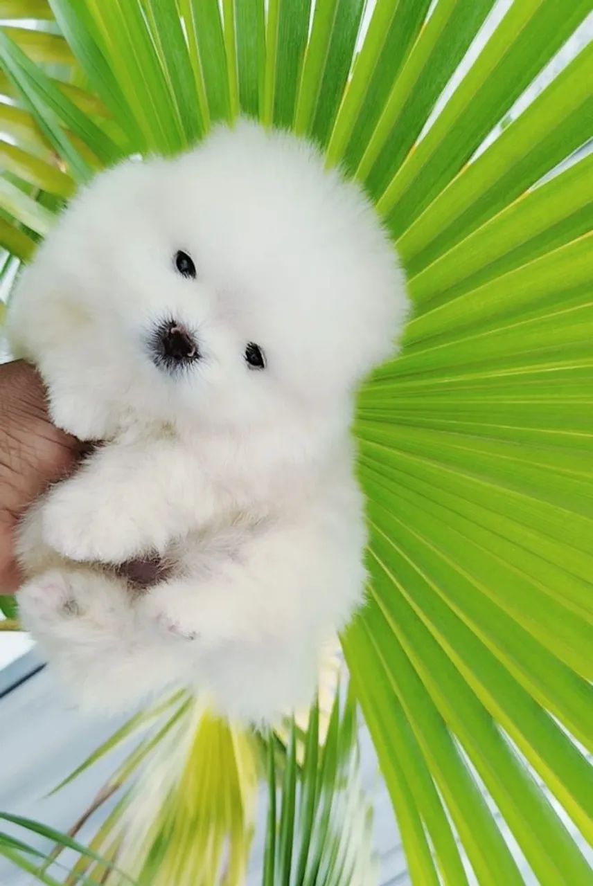 Filhote de Spitz Alemão. Promoção  - Foto 2