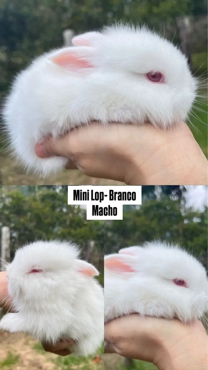 Coelho da Raça Mini Lop  - Foto 5