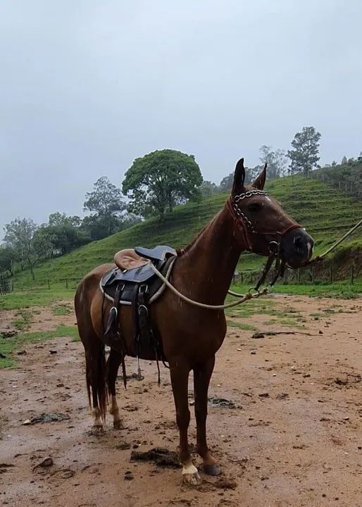 EGUINHA LUXO (barato no Pix)