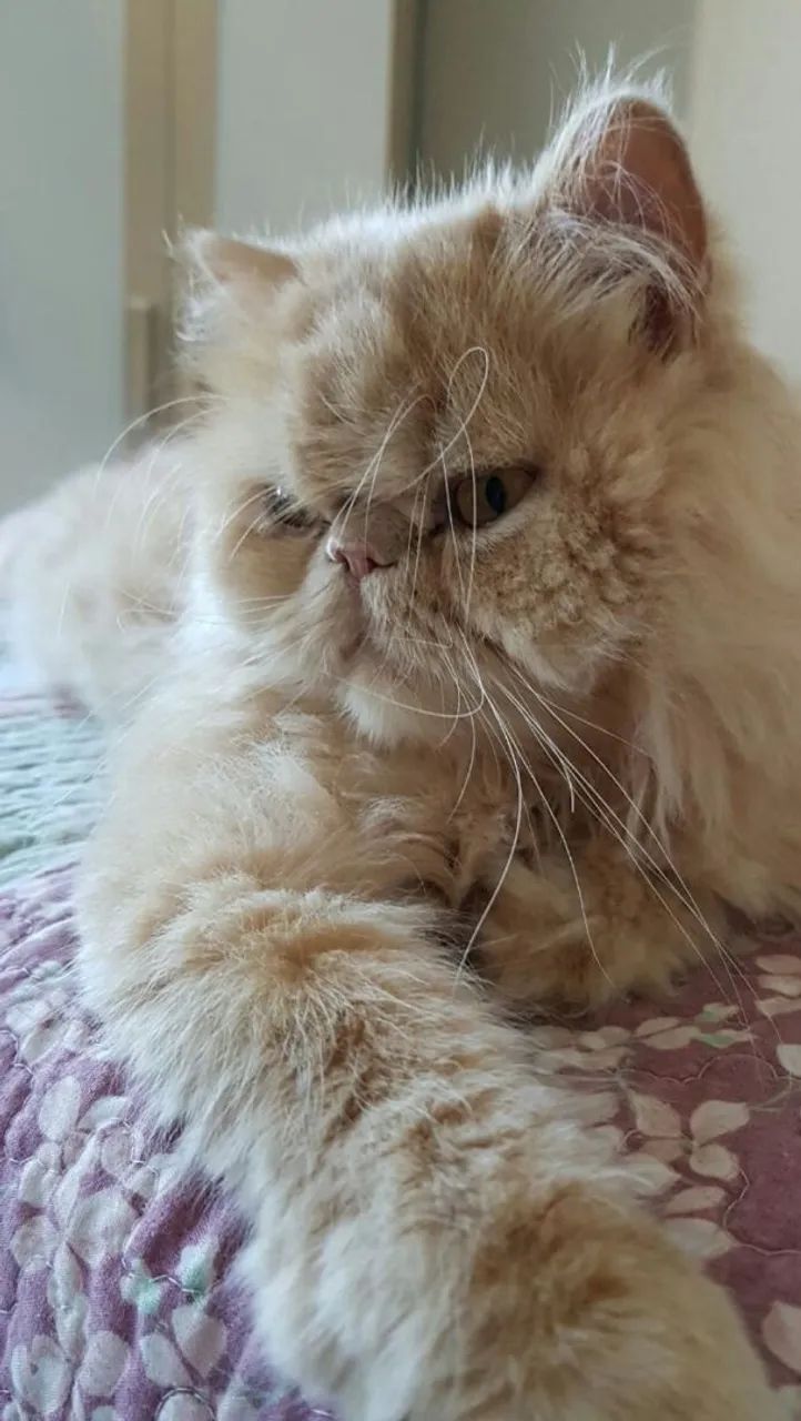 GATO PERSA ( Black Friday ) OPORTUNIDADE