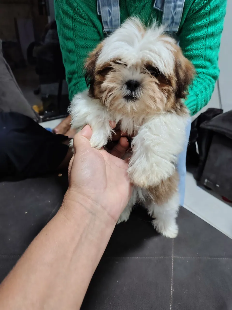 Filhote Shih Tzu fofo para adoção!