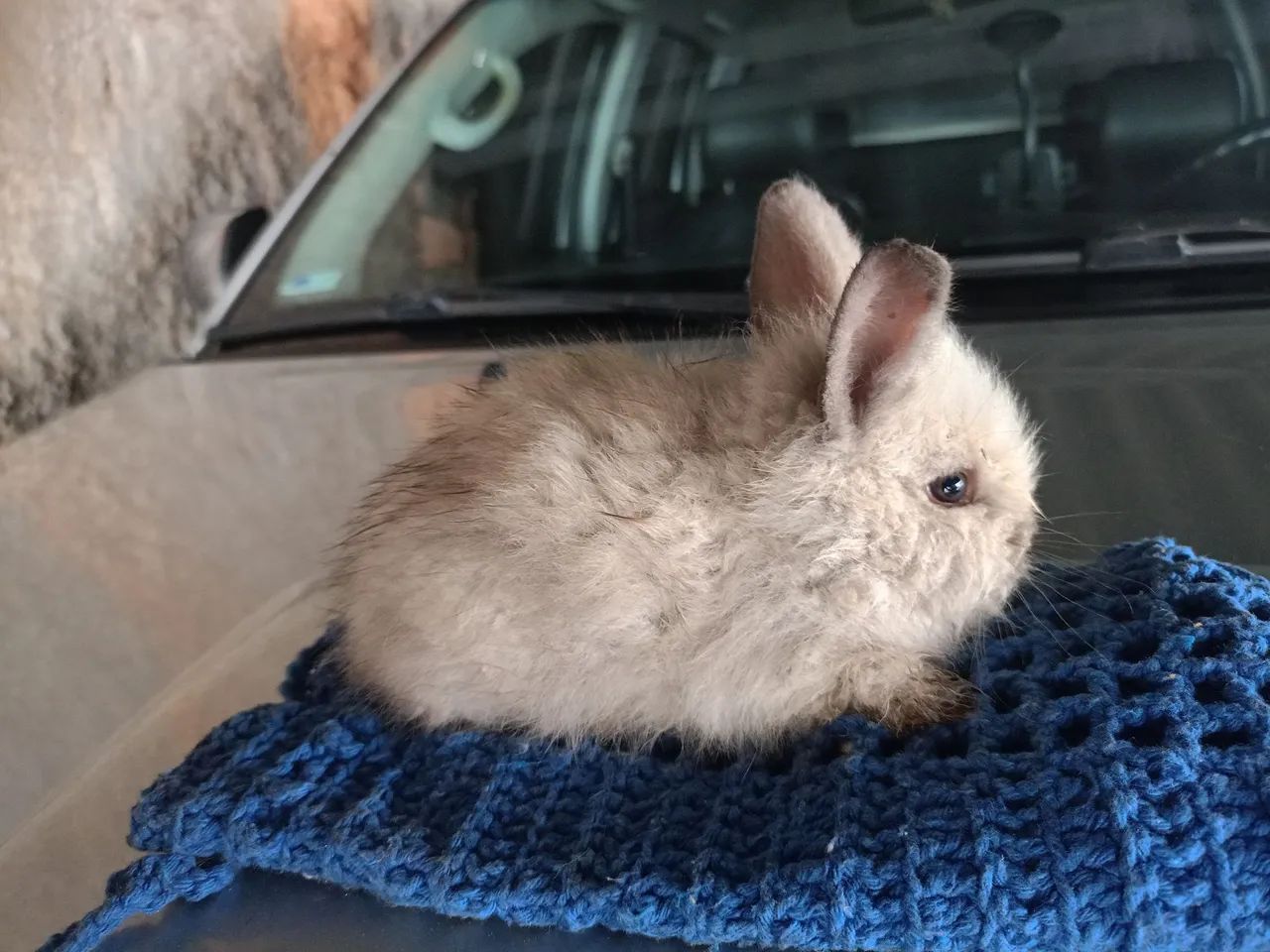 Coelho filhote  - Foto 6