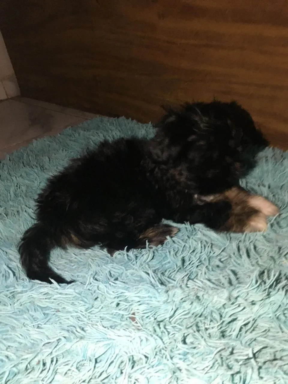 Filhote de Shih Tzu original 