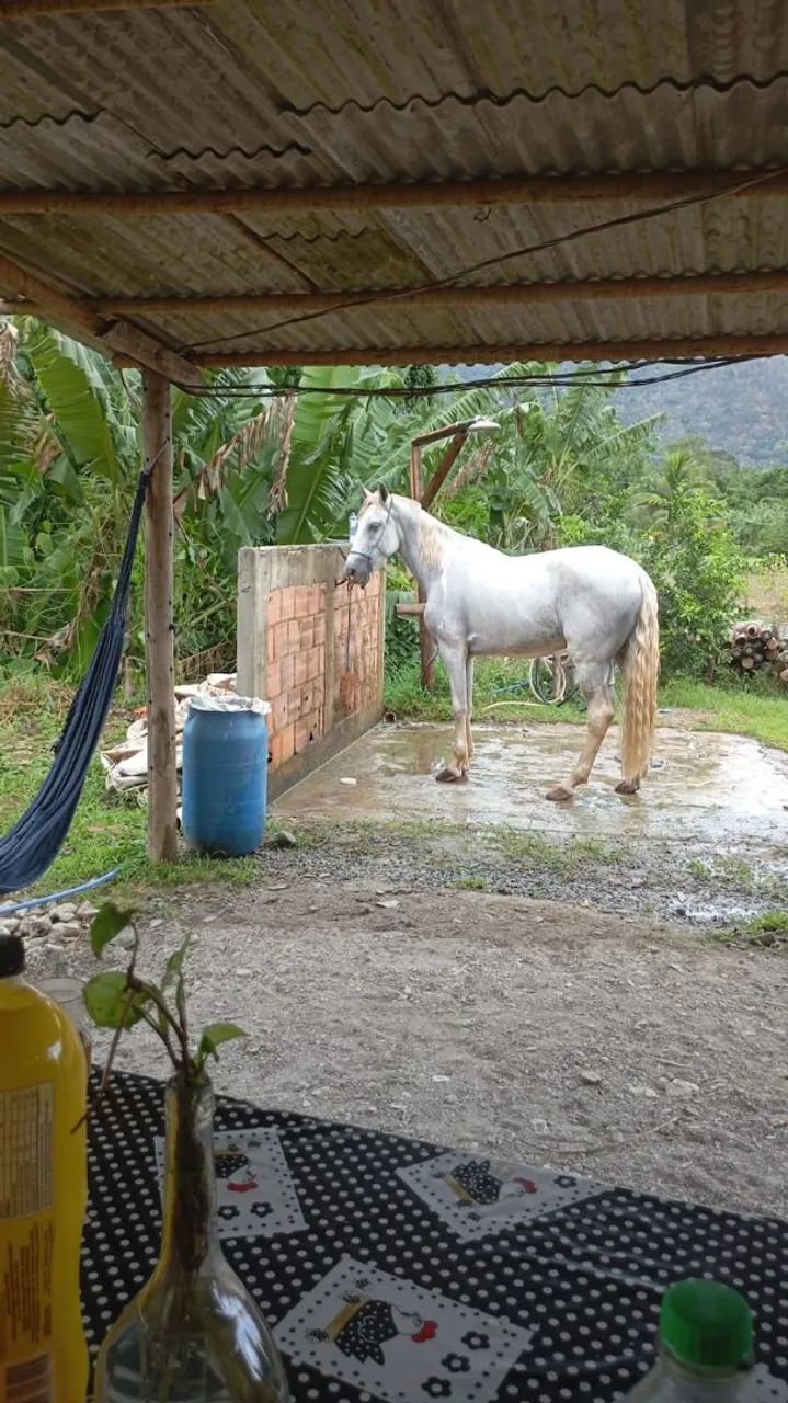 Vendo cavalo mangalarga. - Foto 3