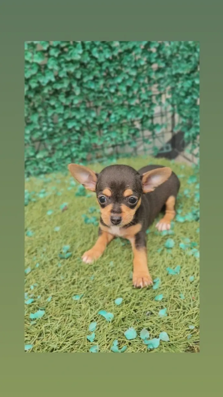 Fêmea Pinscher Miniatura Zero