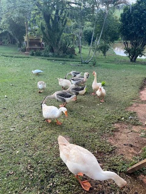gansos sinaleiros africanos - Foto 2