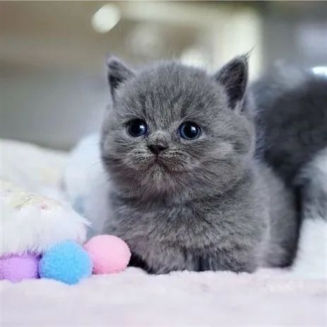 Bebês British Shorthair 