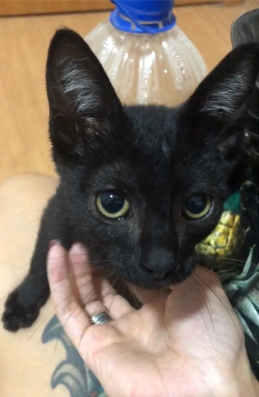 Gatinho preto lindo para adoção - Foto 2