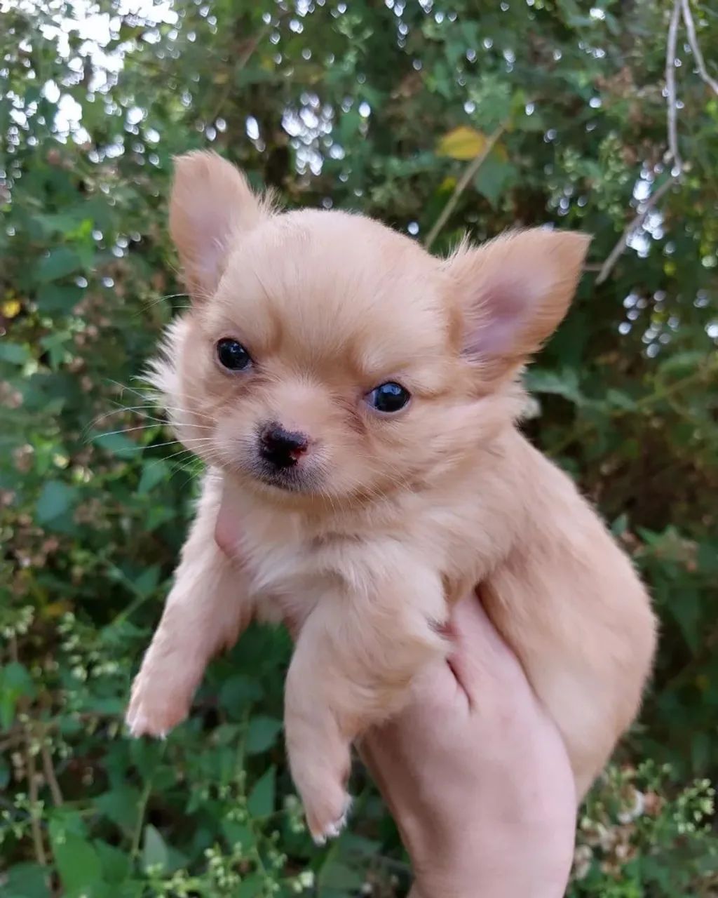 Chihuahua canil especializado Passo Fundo e região canil  - Foto 5