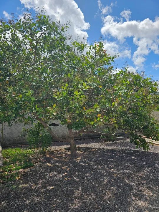 ! Chacara / Sitio em São Cristóvão - Foto 8