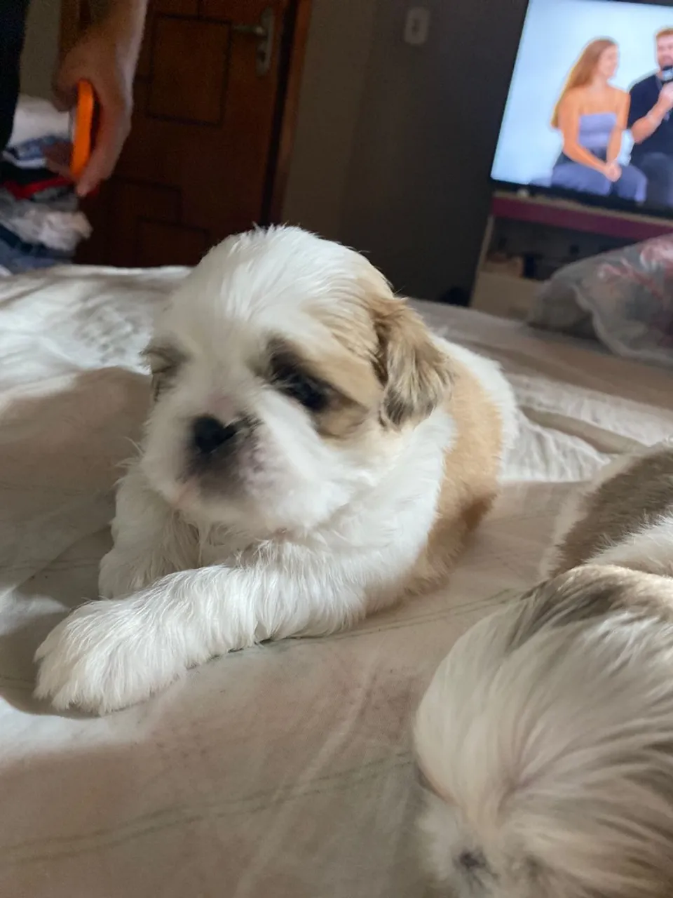 Filhote de SHIH TZU Macho