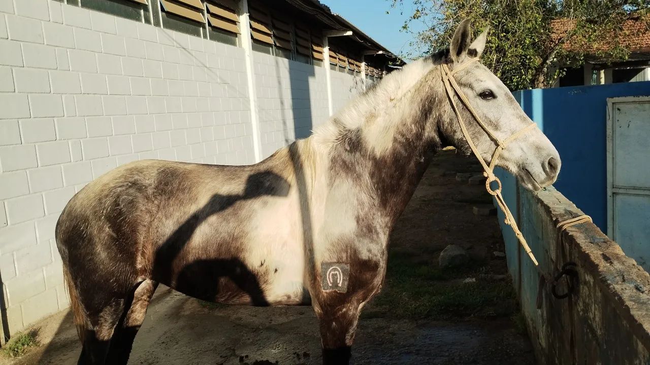 Égua pampa de tordilha registrada no definitivo marcha batida  - Foto 3