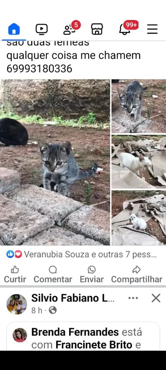 Gatinhos fofinhos para adoção - Foto 3