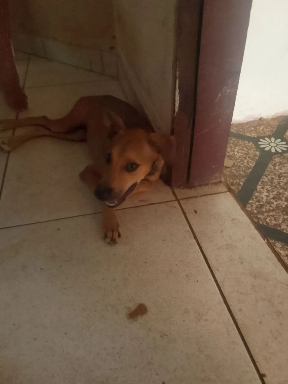Doação de cachorra fêmea  - Foto 3