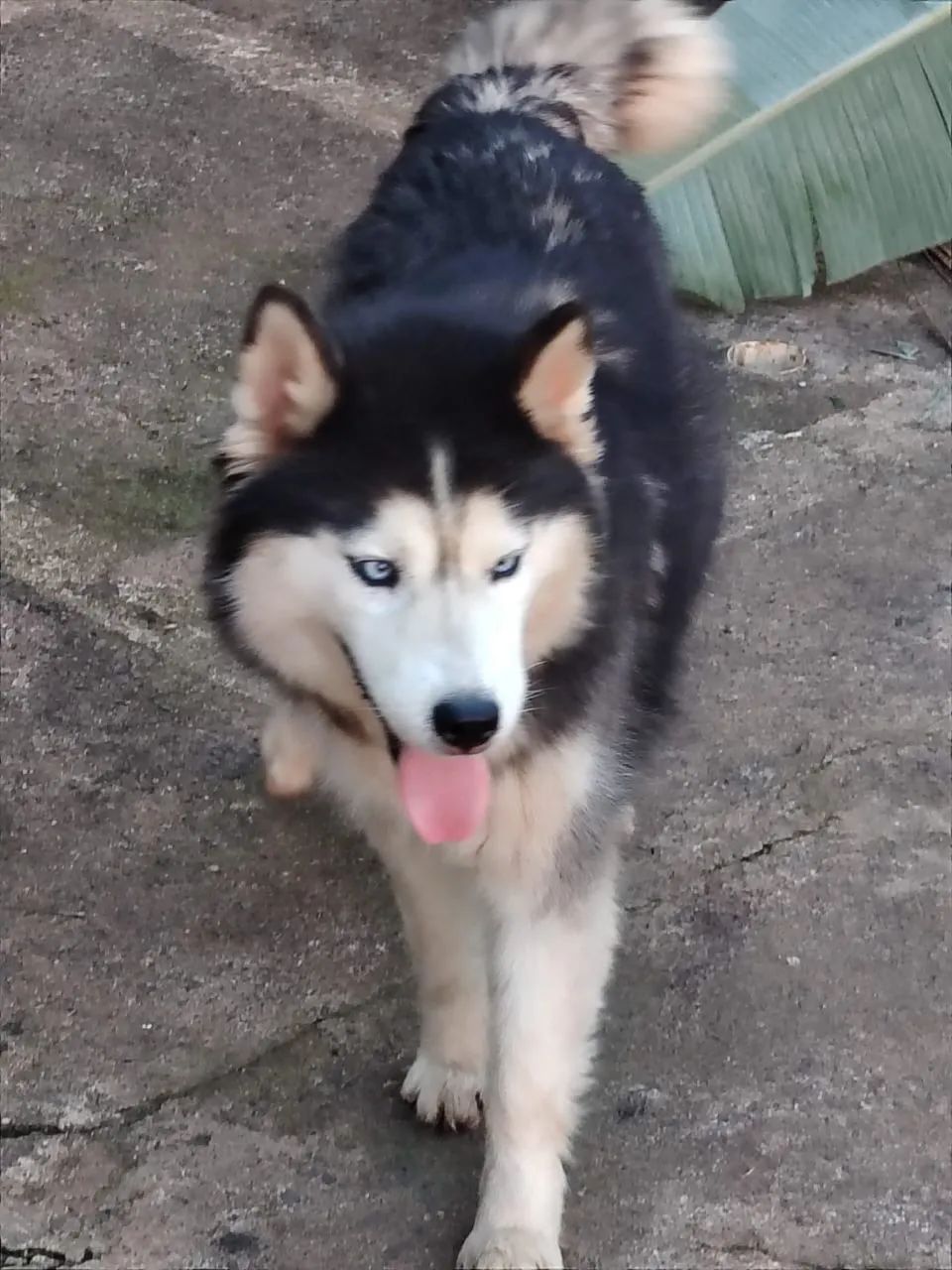 Husky doação  - Foto 2