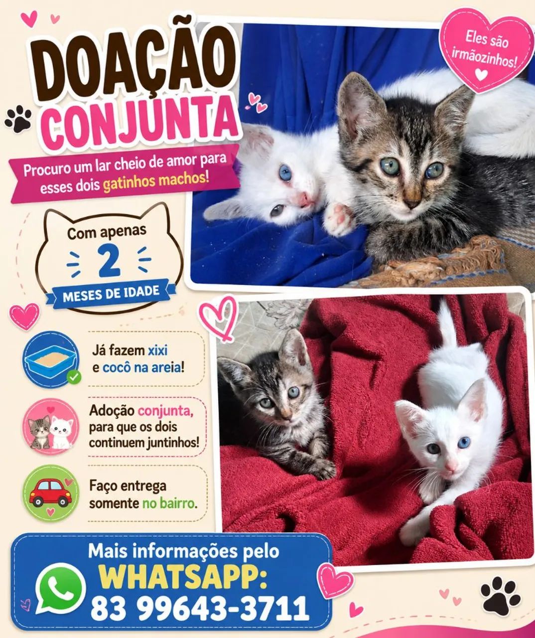 Gatos