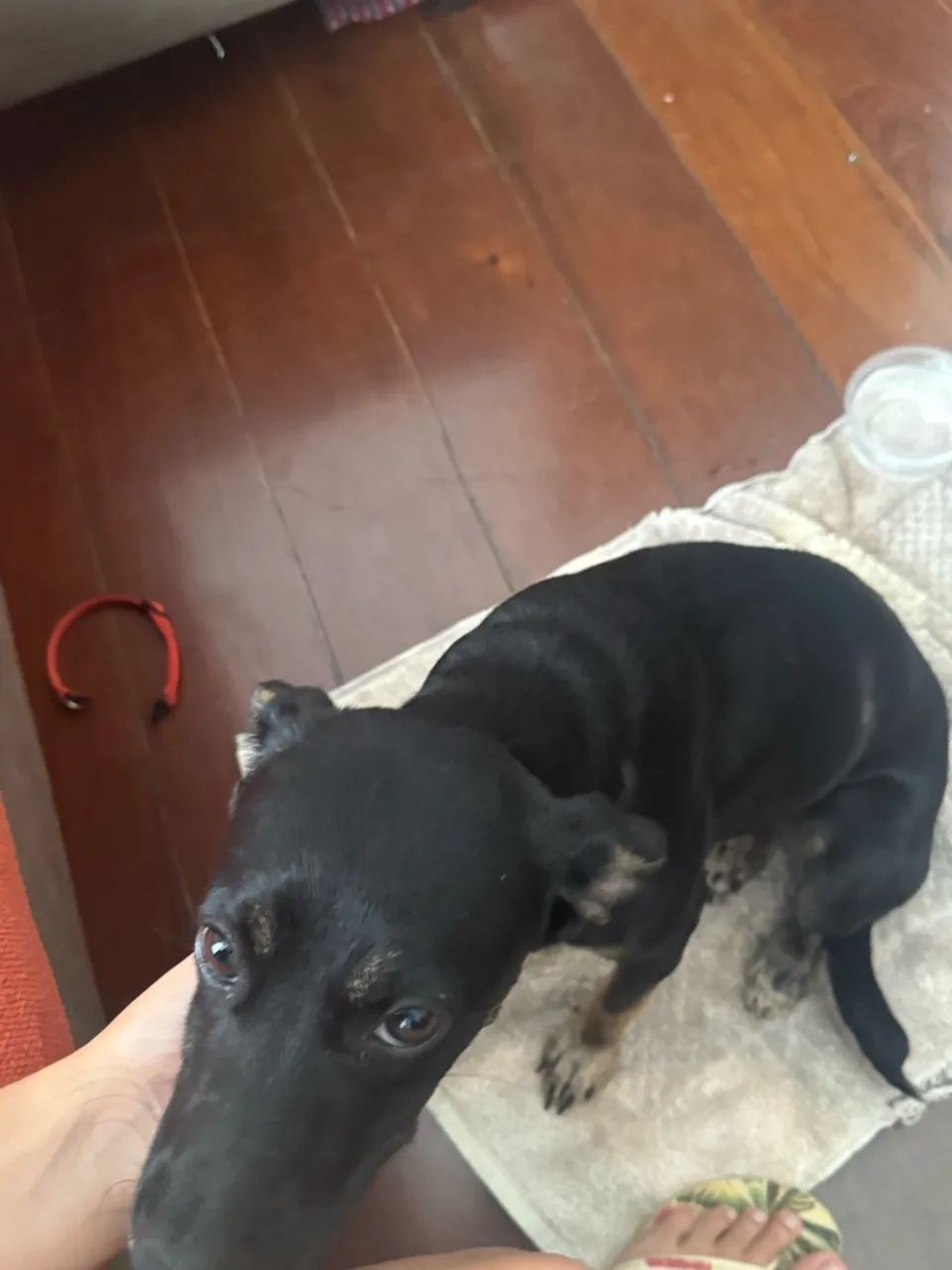 Cachorro fêmea Dócil Adoção  - Foto 5
