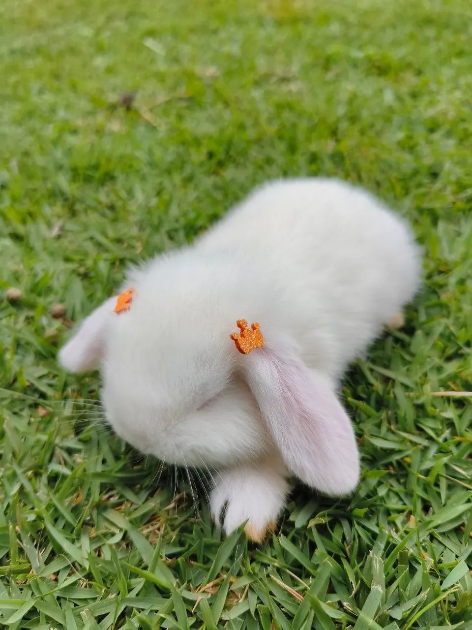 Mini lop - Foto 2