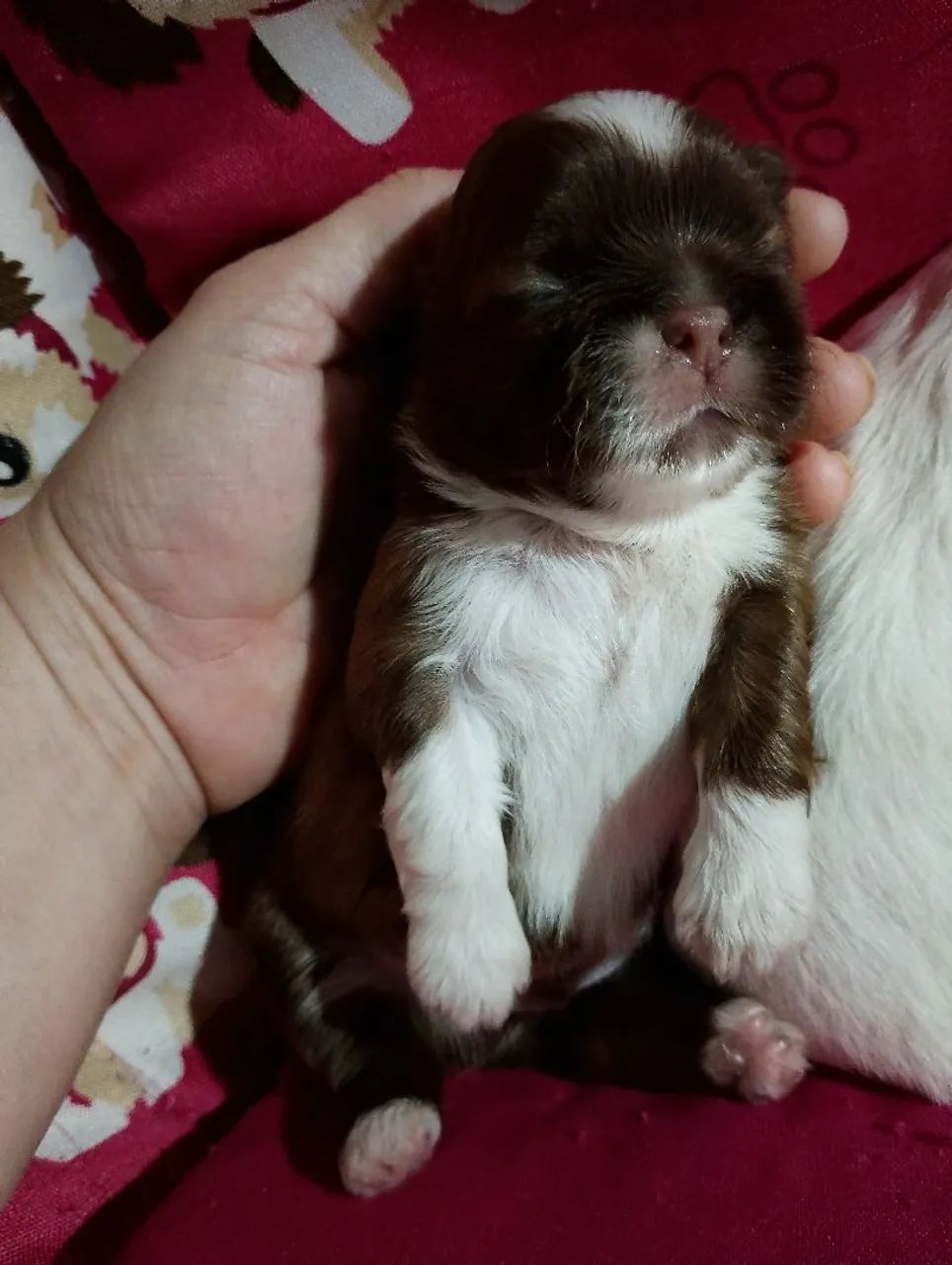 Shi Tzu fêmea e macho  - Foto 4