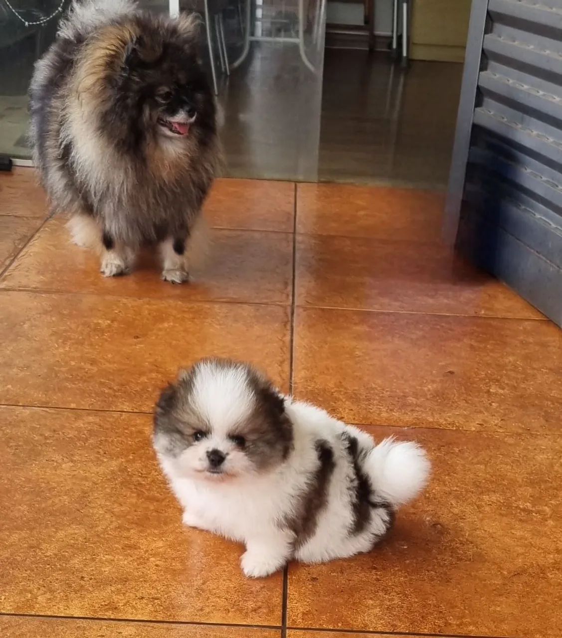 Spitz alemão macho  - Foto 4
