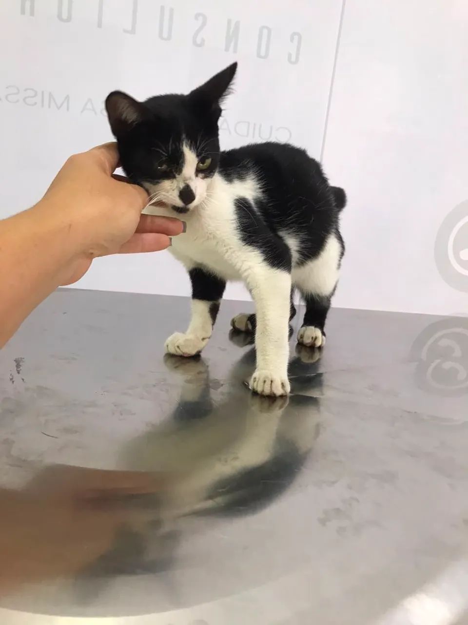 Gatinha para adoçao - Foto 4