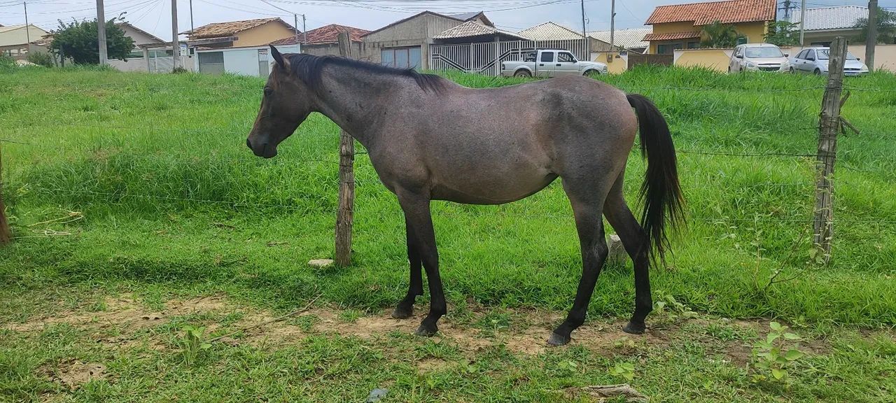 Potra quarto de milha com mangalarga 