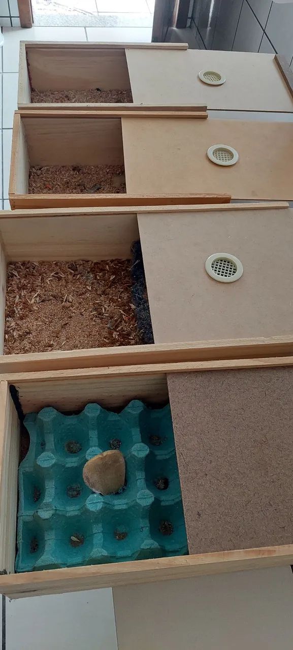 Tenébrio Molitor  - Foto 4