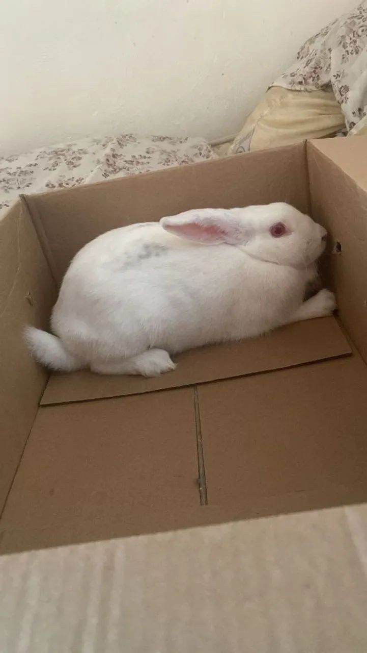 Doação de um coelho  - Foto 2